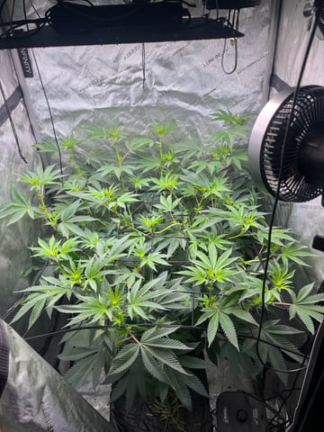 Hollywood — flower, day 36