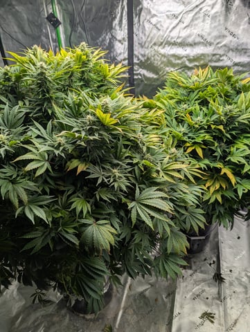 First Legal Grow — flower, day 114