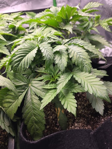 Hazy Daze — vegetative, day 26