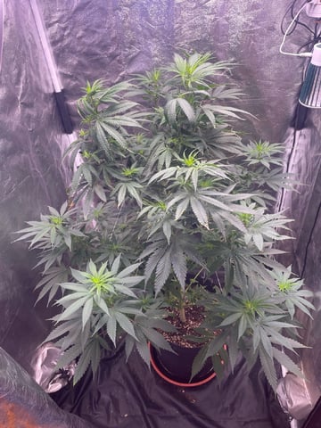 Blueberry — flower, day 88