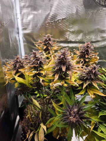 second grow — flower, day 61