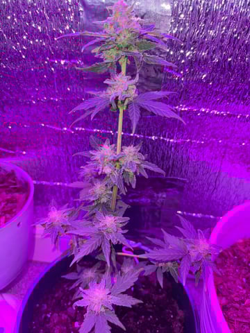 Quick One — flower, day 26