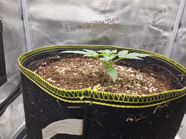 Mimosa Bruce Banner XL — vegetative, day 15