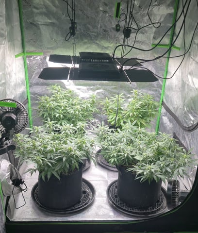 SBJ Clones — flower, day 79