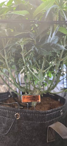 Ace Killer OG — flower, day 28