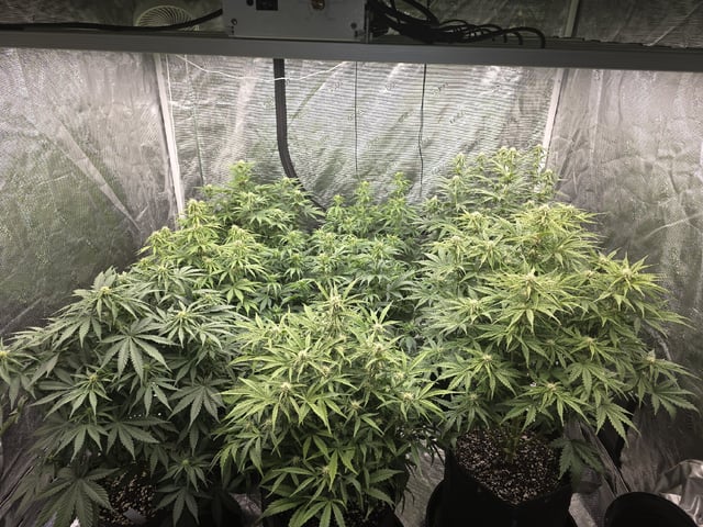 Autos — flower, day 48