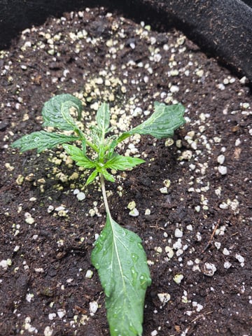 Special Kush#1 and Purple Queen Auto  — vegetative, day 20