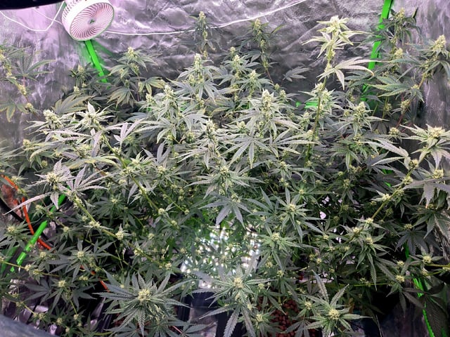 Funk Mountain 2