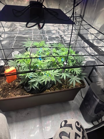 White rhino — vegetative, day 42