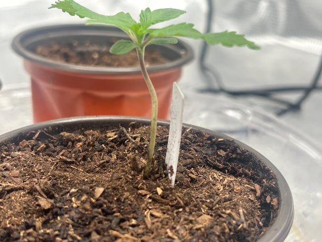 2025-26 harvest INDOOR — seedling_rooting, day 41