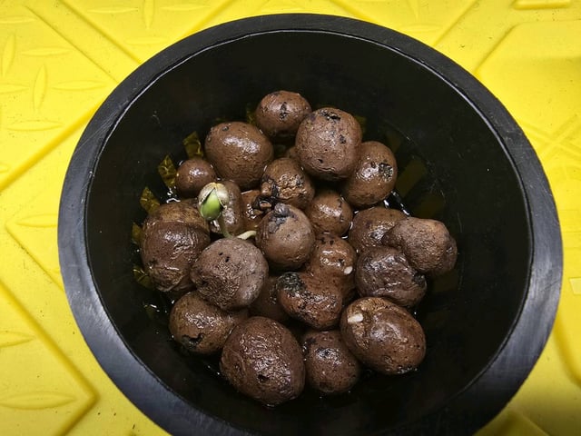 Oceanz 16 — grow_setup, day 1