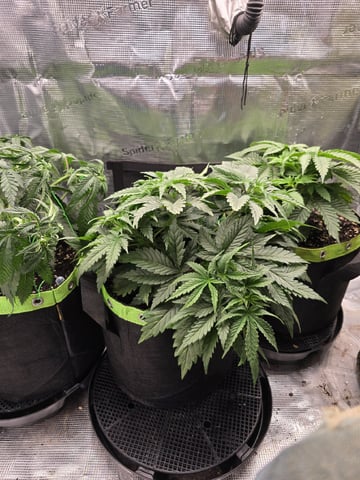  1 Blue Zushi x Venom & 1 Jack Here x Strawberry Cookies OG — vegetative, day 31