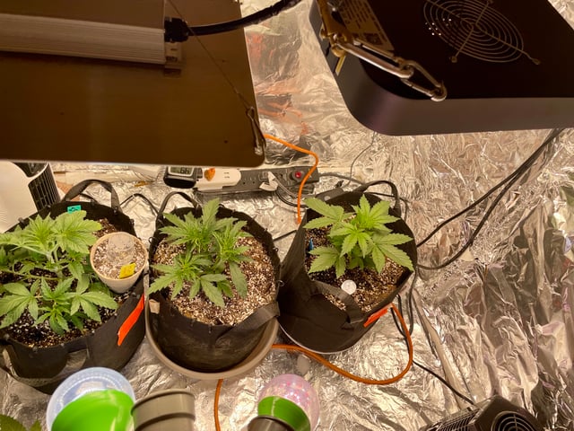 2nd Grow Ever — vegetative, day 22