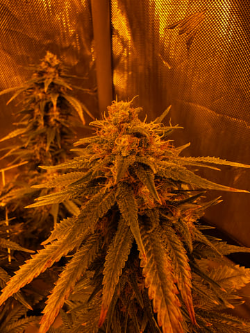 XJ-13 x Pennywise — flower, day 129