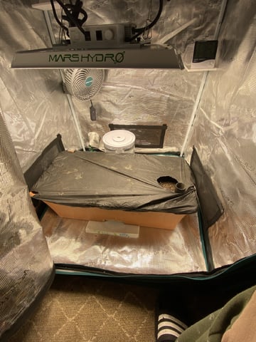 OG White Widow — germination, day 1