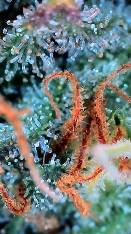FastBuds Photo-Lemon Mandarin  — flower, day 133