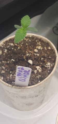 Another Custom Creation — seedling_rooting, day 1