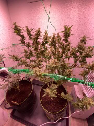 pineapple Express  — flower, day 28