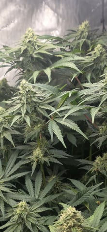 Maple Nectar  — flower, day 74