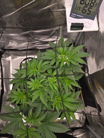 Northern lights #10 (Alaska) — vegetative, day 28