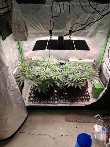 fruity pebbles, cap junky — flower, day 62