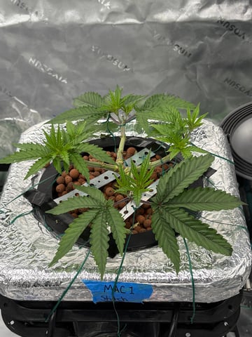 First Grow (Hydro) — vegetative, day 49