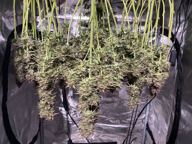 Auto Run #1 2025-2026 — harvest, day 101