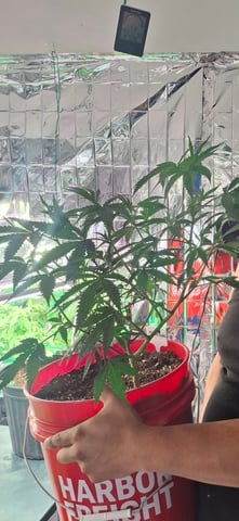 III — vegetative, day 70