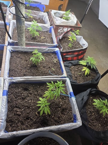 Crones😵‍💫 — vegetative, day 5