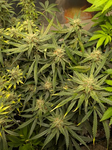 first grow — flower, day 110