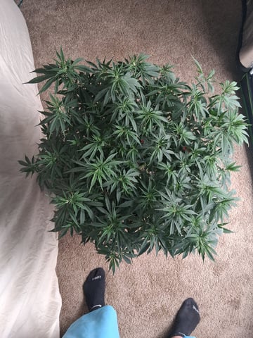 Seedman mix auto & seedman mix auto & GodFather OG — auto, day 64