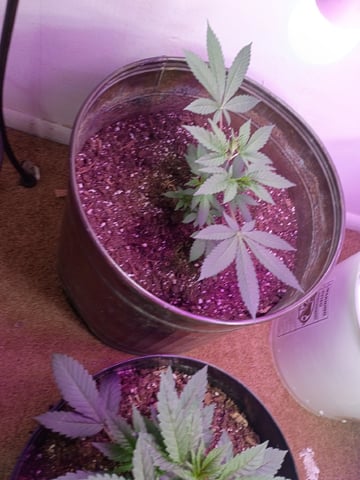 Round Deuce  — vegetative, day 35