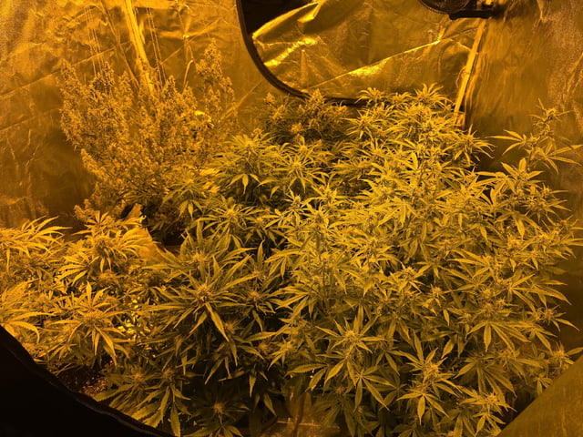 Autos AGAIN — flower, day 69
