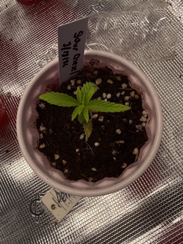 First Time Grower Long Time Blazer — grow_setup, day 2