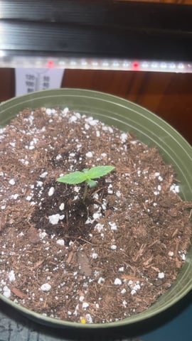 Special Queen#1 Auto