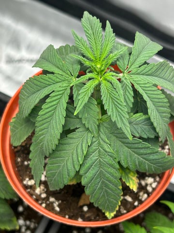 Stardust OG  — vegetative, day 22