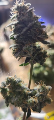 Alaskan bananaberry auto — harvest, day 75