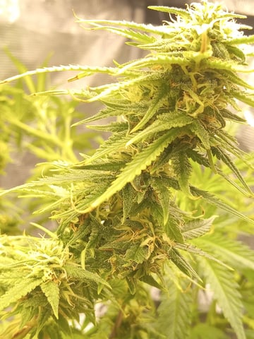 Blueberry critical kush x purple peyote wifi  and one L.a kush cake . — flower, day 75