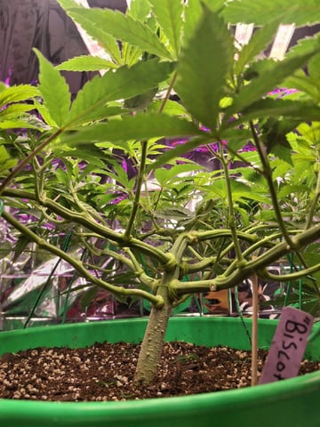 RQS Biscotti  — vegetative, day 60