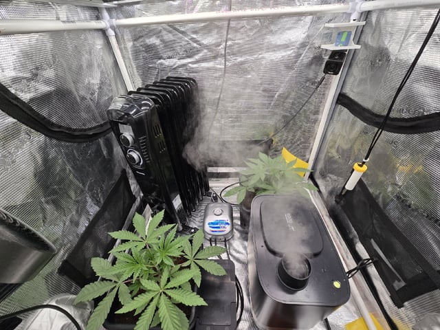 Grow 5.o — vegetative, day 19