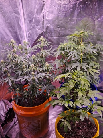 gary poppins — flower, day 66