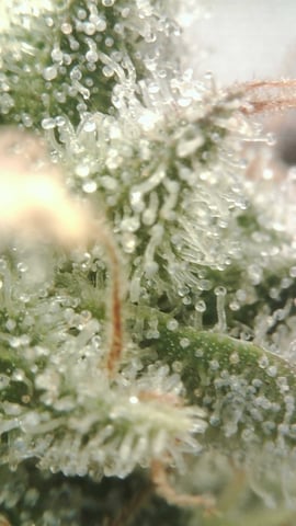 grow 3 — flower, day 61