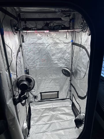 BloodMoon Gelato — seedling_rooting, day 2