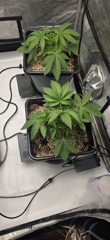 Maple Nectar  — vegetative, day 26