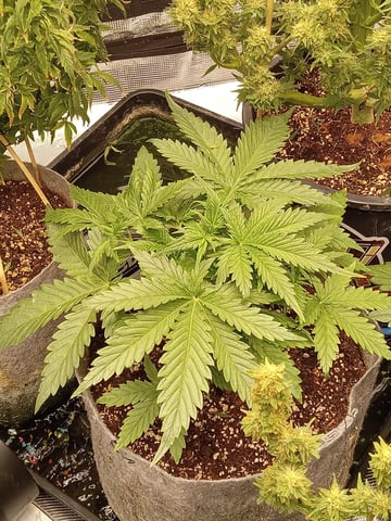 5 Autflower In The 4x4x6.5  — vegetative, day 1