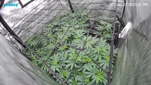 Purple Haze  — flower, day 58