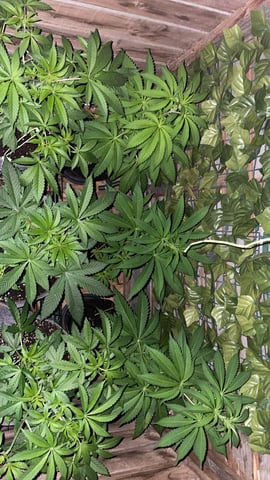 white runtz first grow  — flower, day 34