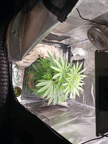 4th grow  — flower, day 159