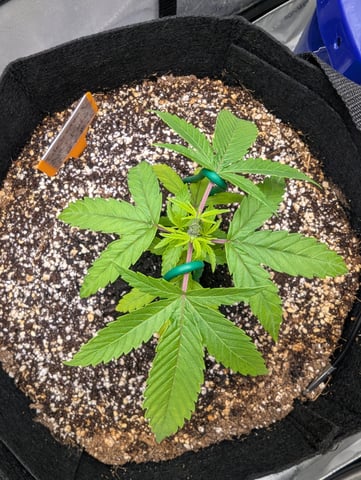 Grow #1 2025 — vegetative, day 49
