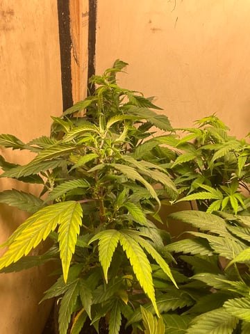 Cherry Pie clones (2nd run) — vegetative, day 76